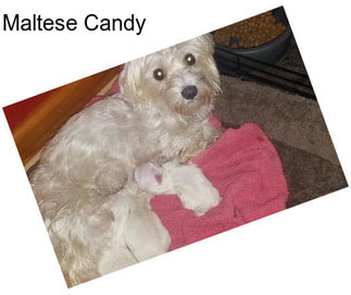 Maltese Candy