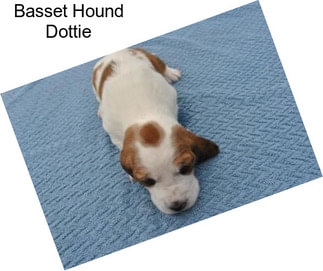 Basset Hound Dottie