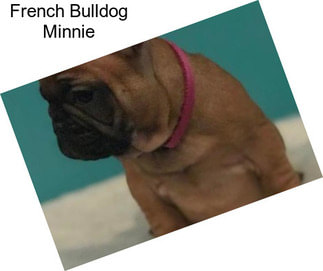 French Bulldog Minnie