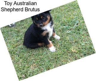 Toy Australian Shepherd Brutus