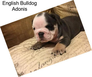 English Bulldog Adonis