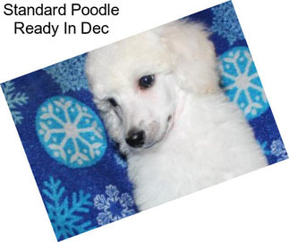 Standard Poodle Ready In Dec