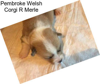 Pembroke Welsh Corgi R Merle