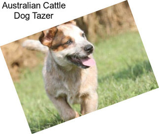 Australian Cattle Dog Tazer