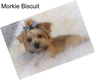Morkie Biscuit