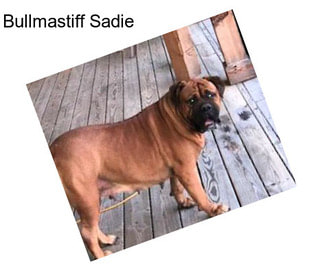 Bullmastiff Sadie