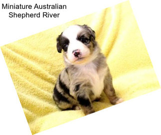 Miniature Australian Shepherd River