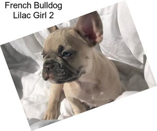 French Bulldog Lilac Girl 2