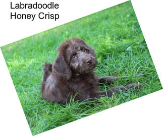 Labradoodle Honey Crisp