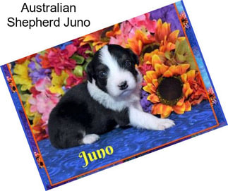 Australian Shepherd Juno