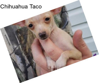 Chihuahua Taco