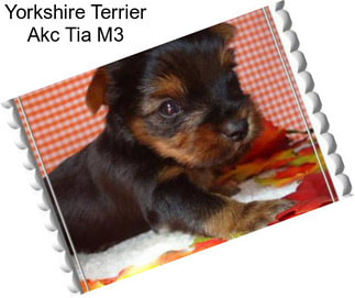 Yorkshire Terrier Akc Tia M3