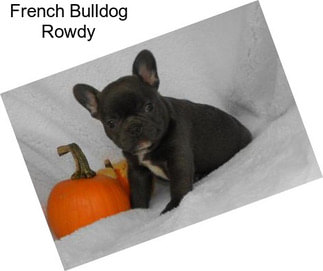 French Bulldog Rowdy