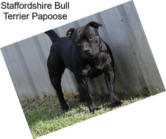 Staffordshire Bull Terrier Papoose