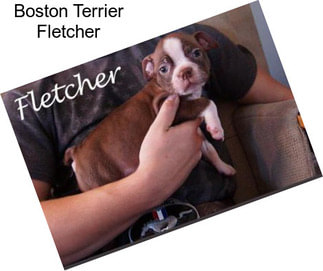 Boston Terrier Fletcher