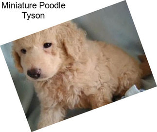 Miniature Poodle Tyson