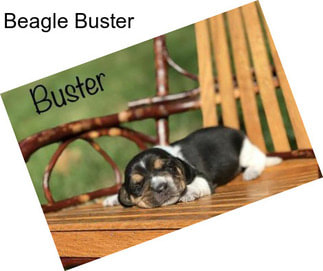 Beagle Buster