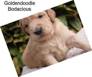 Goldendoodle Bodacious
