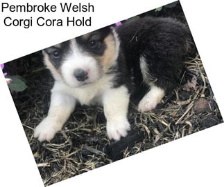 Pembroke Welsh Corgi Cora Hold