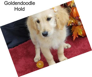 Goldendoodle Hold