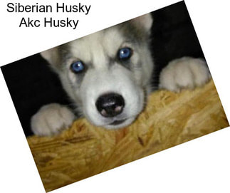 Siberian Husky Akc Husky