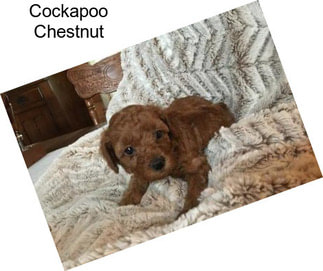 Cockapoo Chestnut