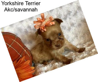 Yorkshire Terrier Akc/savannah
