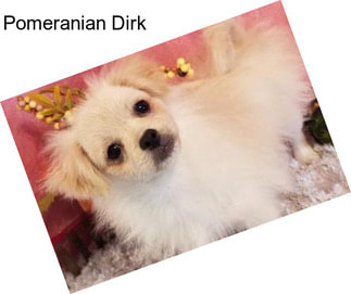 Pomeranian Dirk