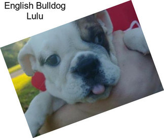 English Bulldog Lulu