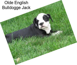 Olde English Bulldogge Jack