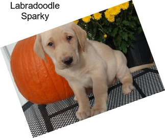 Labradoodle Sparky