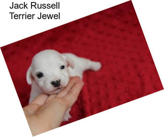 Jack Russell Terrier Jewel