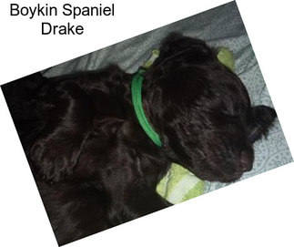 Boykin Spaniel Drake