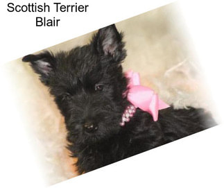 Scottish Terrier Blair