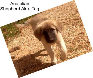 Anatolian Shepherd Akc- Tag