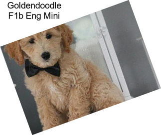 Goldendoodle F1b Eng Mini