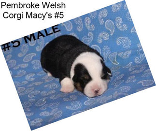 Pembroke Welsh Corgi Macy\'s #5