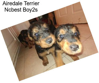 Airedale Terrier Ncbest Boy2s