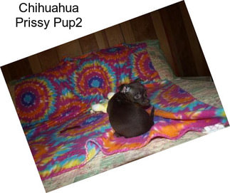 Chihuahua Prissy Pup2
