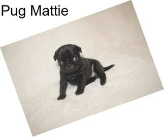 Pug Mattie