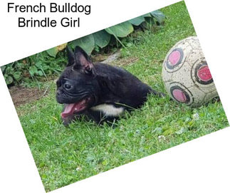 French Bulldog Brindle Girl