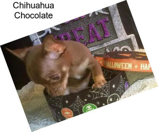 Chihuahua Chocolate