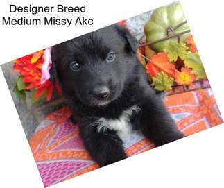 Designer Breed Medium Missy Akc