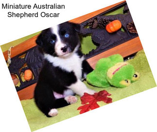 Miniature Australian Shepherd Oscar