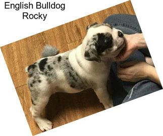 English Bulldog Rocky