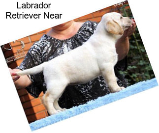 Labrador Retriever Near