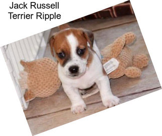 Jack Russell Terrier Ripple