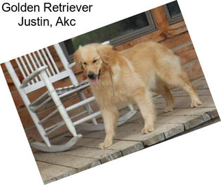 Golden Retriever Justin, Akc