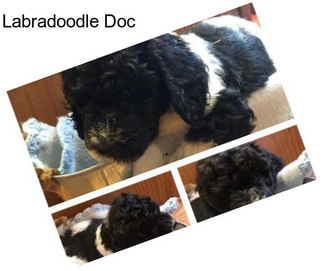 Labradoodle Doc