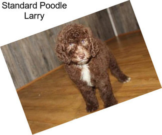 Standard Poodle Larry